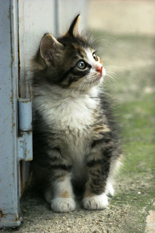 cat kitty cute