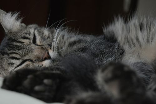 cat kitten sleeping