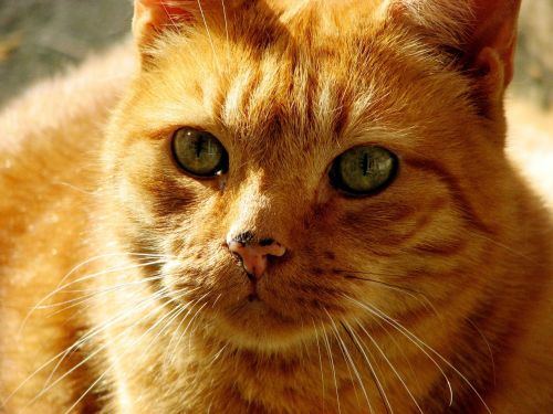 cat domestic cat red