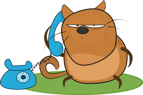 cat angry telephone