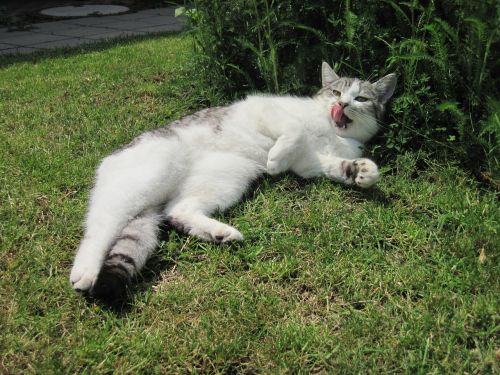 cat tongue sun