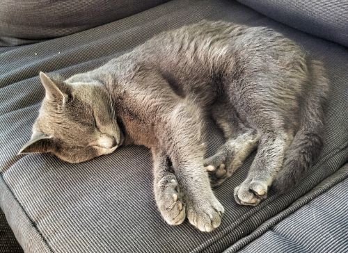 cat sleep sofa
