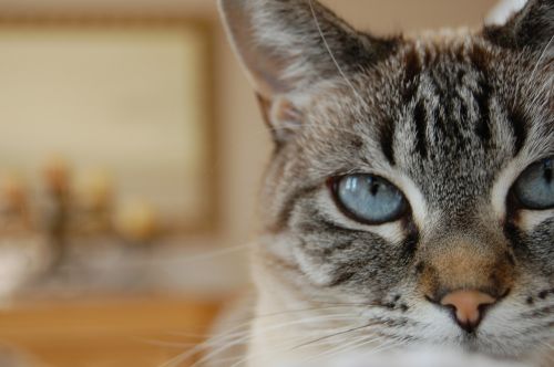 cat blue eyes lynx point siamese