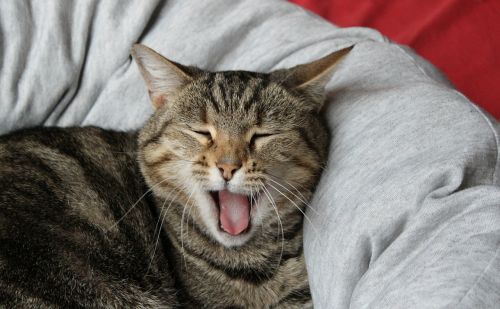 cat basket yawn