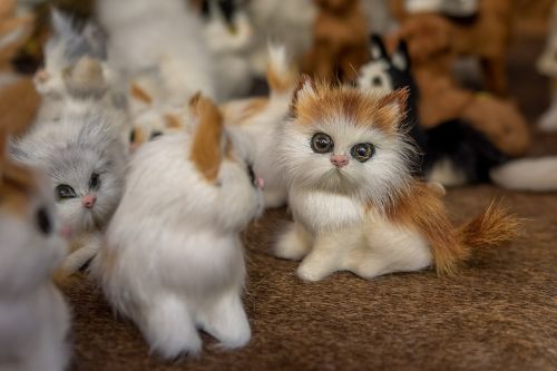 cat kitten toys