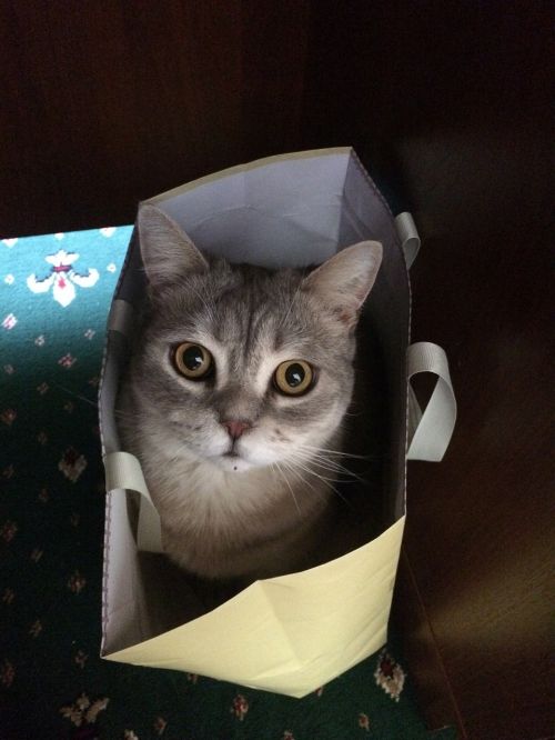 cat cat in the bag