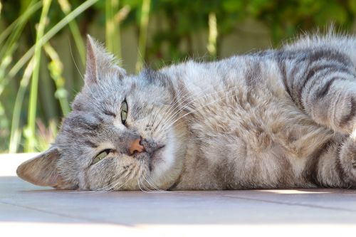 cat tabby fur