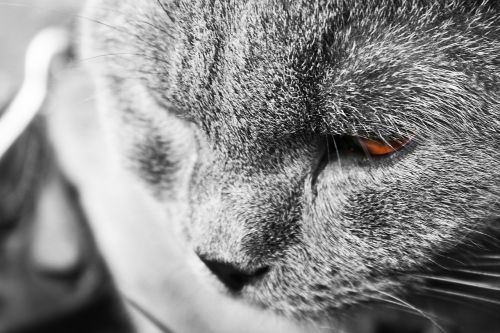 cat tomcat gray