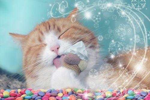 cat cute eating