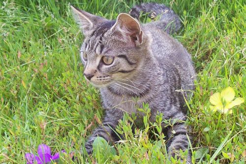 cat garden flower