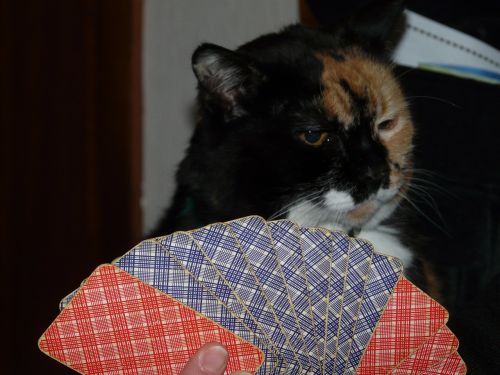 cat cards play
