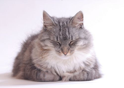 cat long-haired cat grey fur