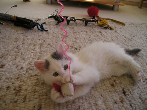 cat play playful