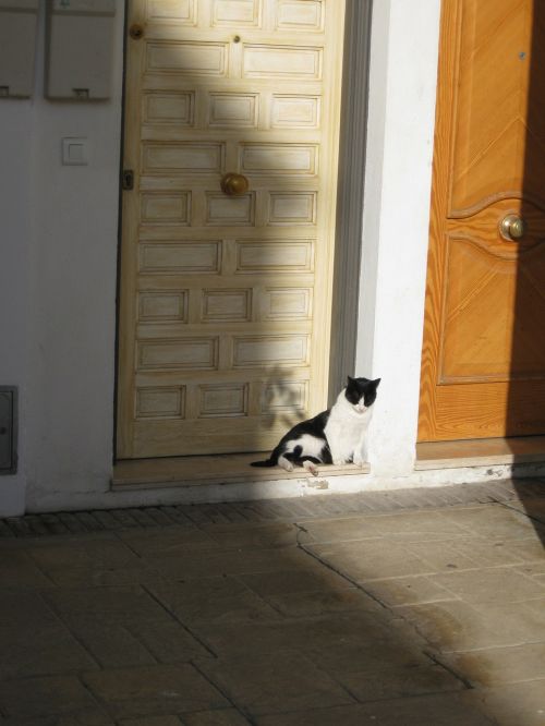 cat shadow door