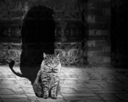 cat lion shadow