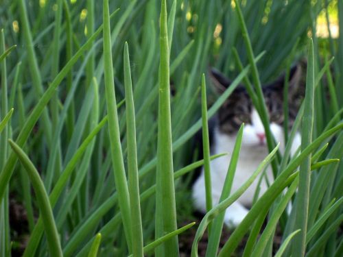 cat hidden grass