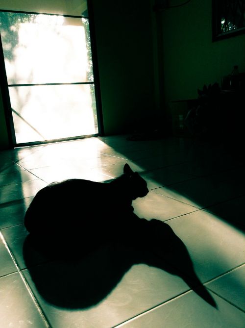 cat shadow black