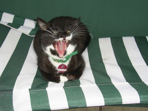 cat animal yawn