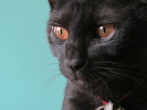 cat black eye