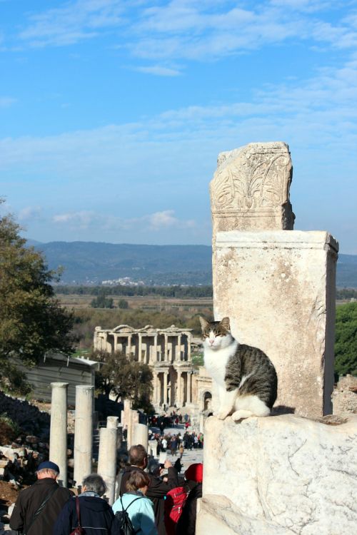 cat turkey ephesus