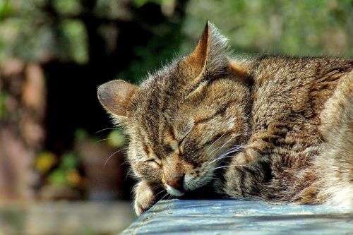 cat sleeping garden