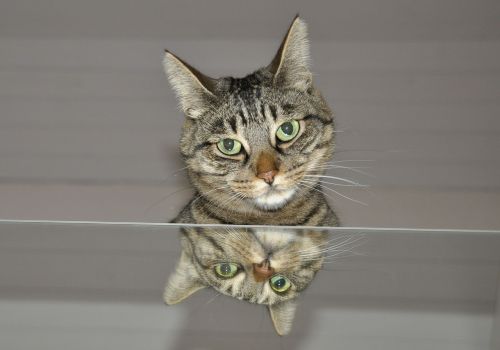 cat mirror animal world