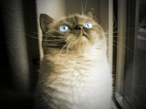 cat blue eye dreamy