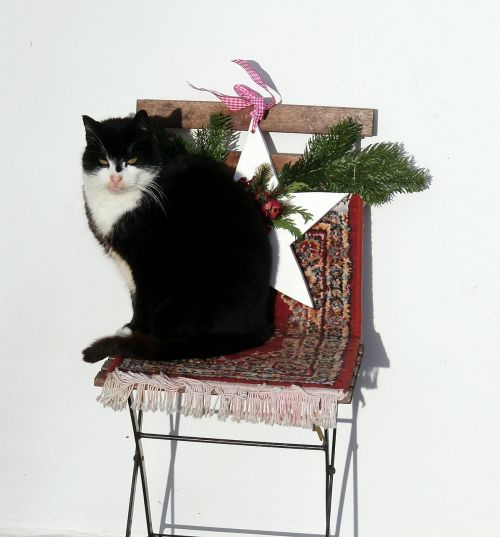 cat chair decoration