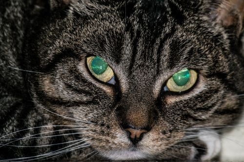 cat eyes opal