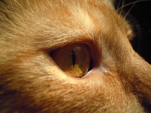 cat tomcat eye