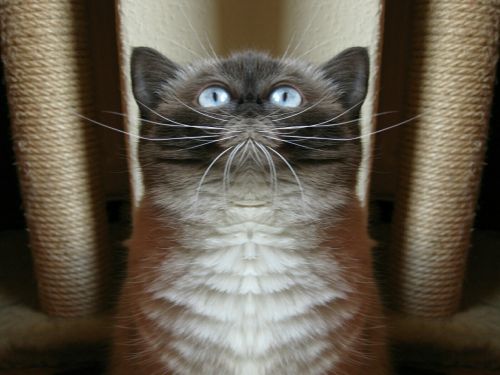 cat blue eye mirroring