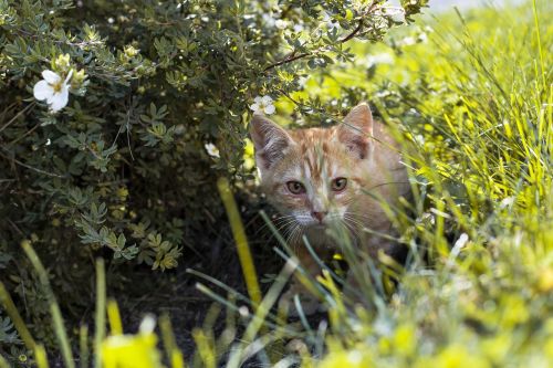 cat kitten nature