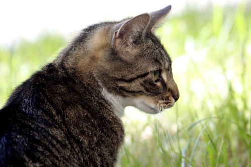 cat pet cat face