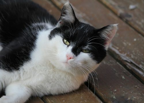 cat lazy black and white