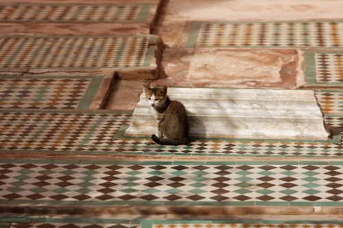cat mosaic morocco