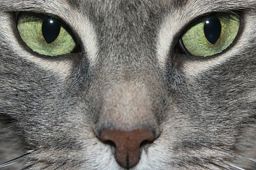 cat green eyes cat eye