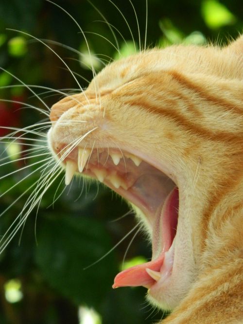 cat yawn yawning