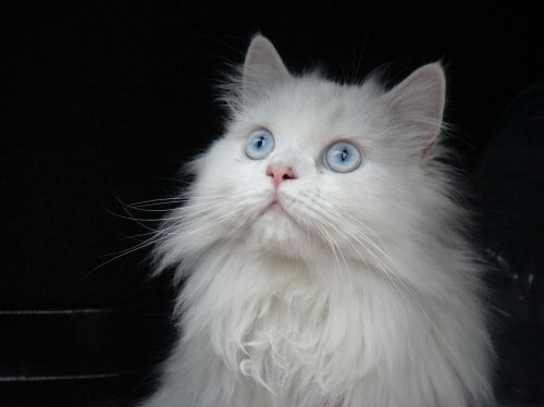 cat persian white