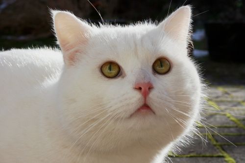 cat white snow white