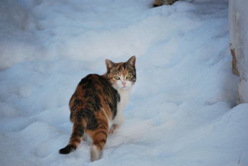 cat snow winter