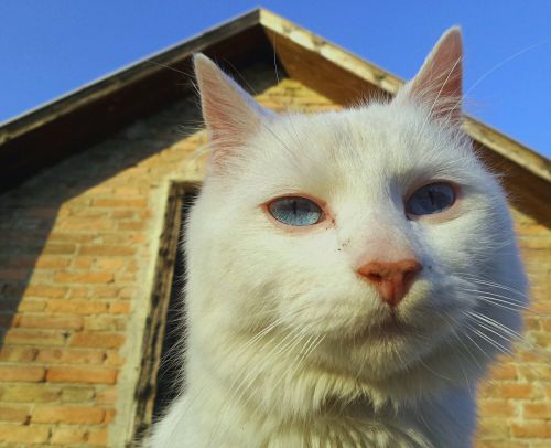 cat white animal