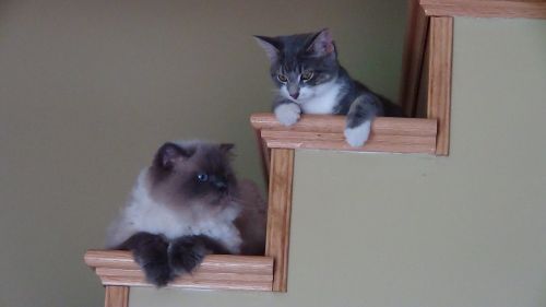 cat staircase kitten
