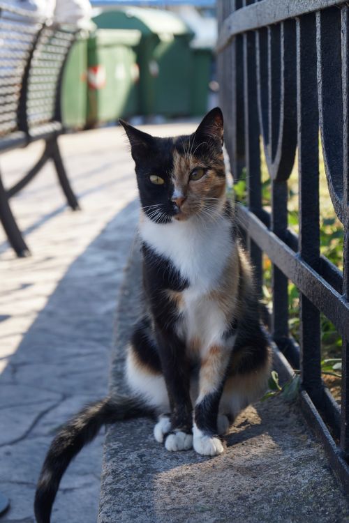 cat domestic cat tabby