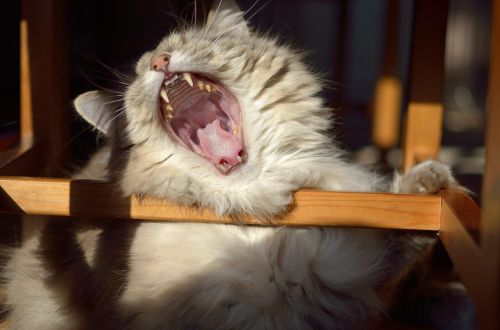 cat funny yawn
