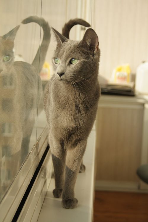 cat reflection grey