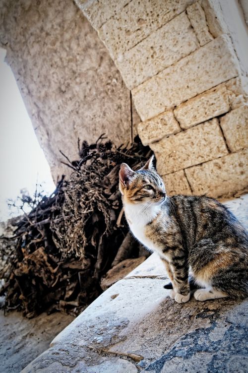 cat crete monastery