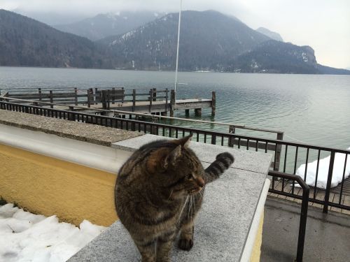 cat lake winter