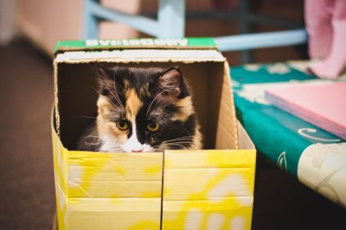 cat box predator