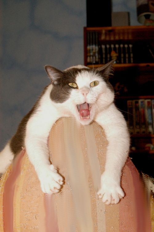 cat funny pictures yawn