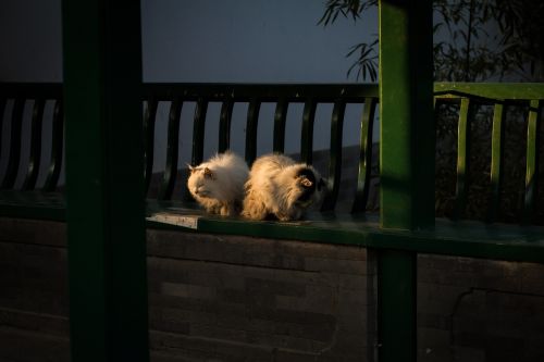 cat zhongshan park beijing